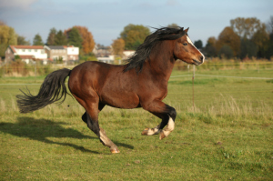 pony racing